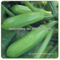 Excellent Quality Hybrid F1 Summer Squash Seeds/Italian Zucchini Seeds For Sale